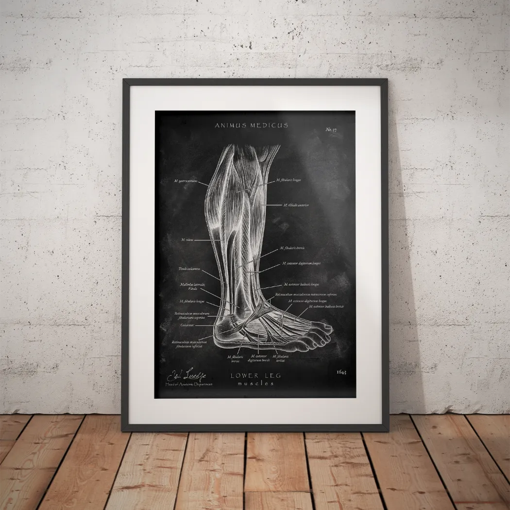 Lower leg muscles - chalkboard