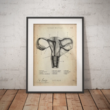 Uterus mit Adnexe