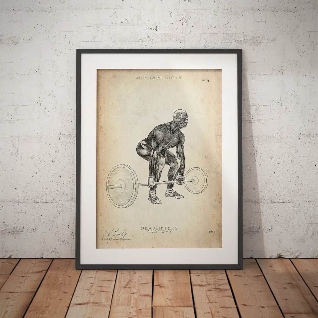 Kreuzheben Anatomie Poster
