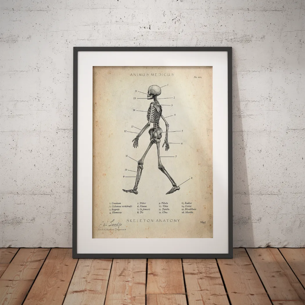 Skelett Anatomie