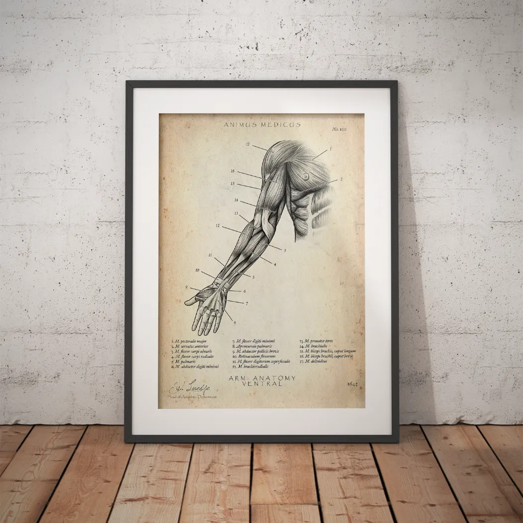Anterior Arm Anatomy