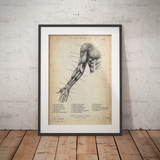 Anterior Arm Anatomy
