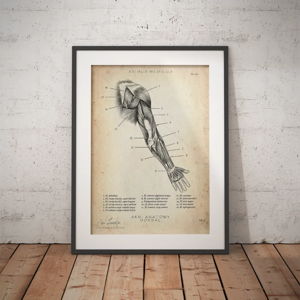 Dorsal Arm Anatomy