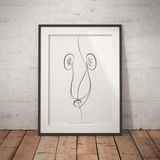 Nieren Anatomie Minimalist