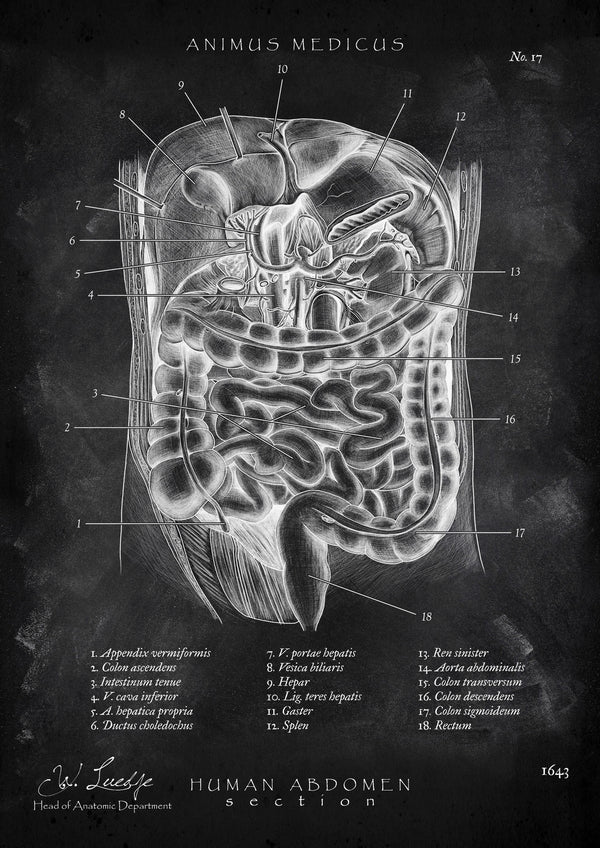 Der Bauch im Schnitt - Chalkboard