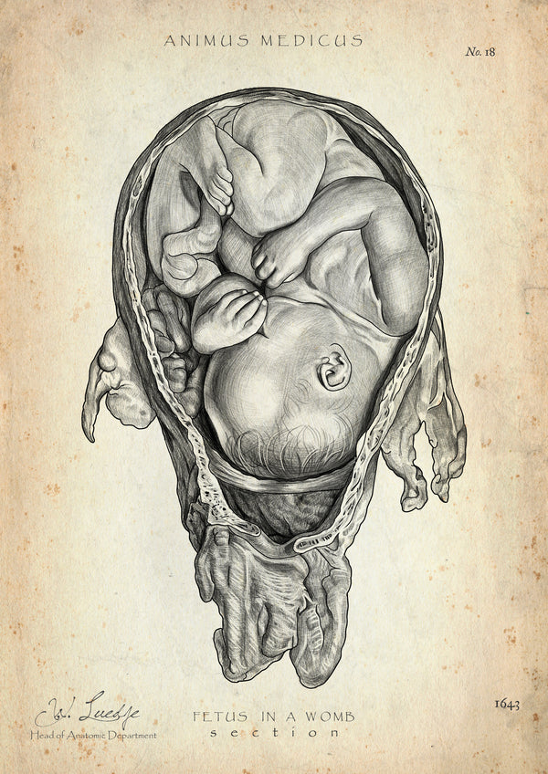 Baby in Gebärmutter