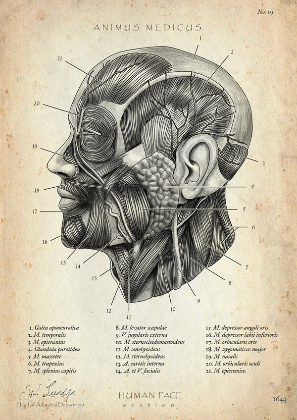 Die Gesicht Anatomie