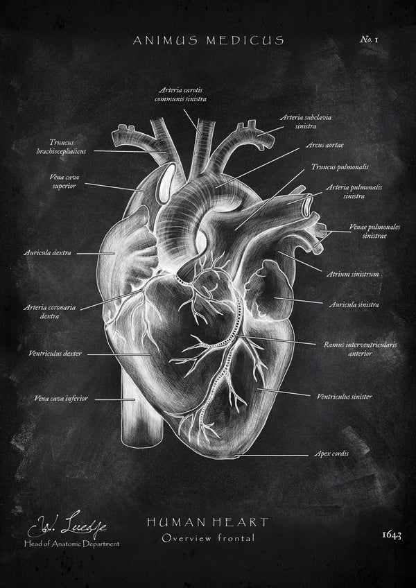 Herz Anatomie - Chalkboard