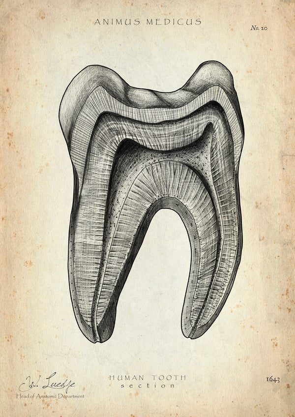 Zahn Anatomie im Querschnitt