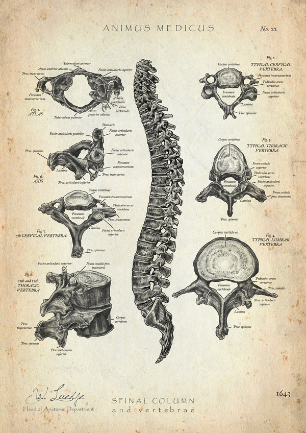 Wirbelkörper Anatomie