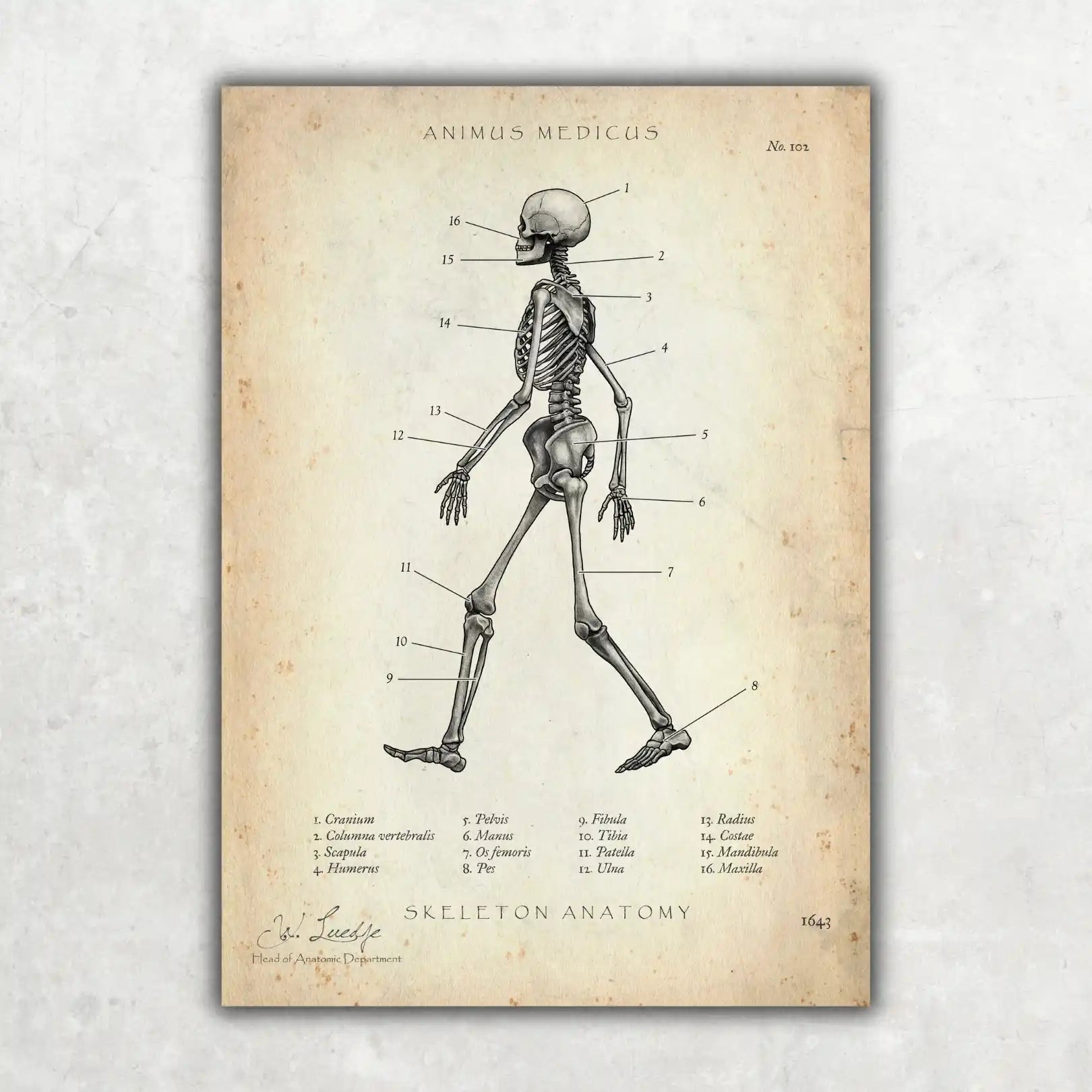 Skeletal anatomy