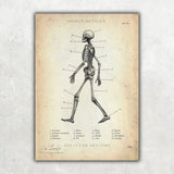 Skelett Anatomie