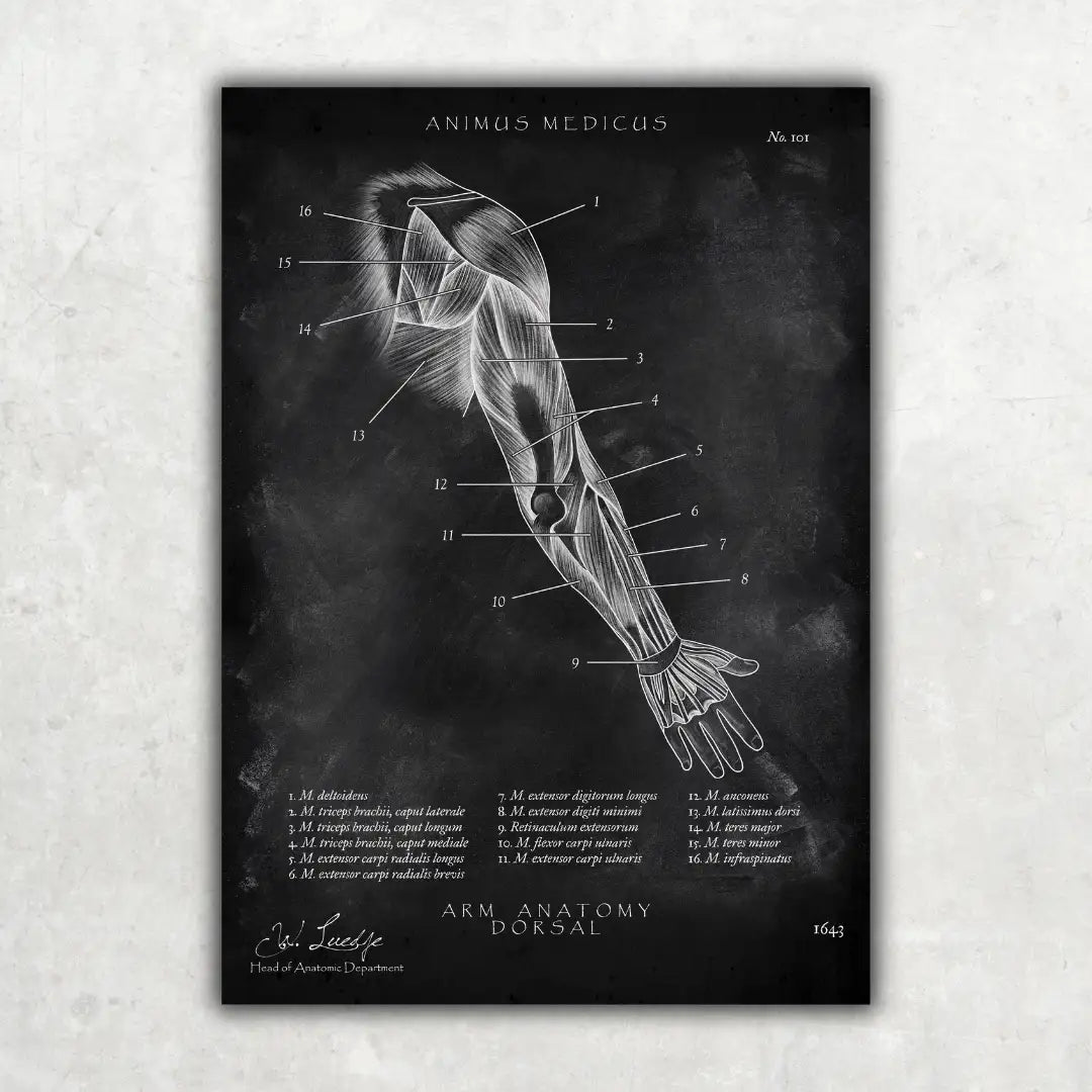 Brust Anatomie Poster - Chalkboard