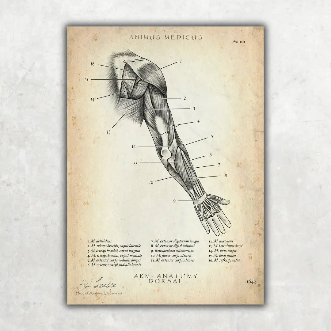 Arm Anatomie dorsal