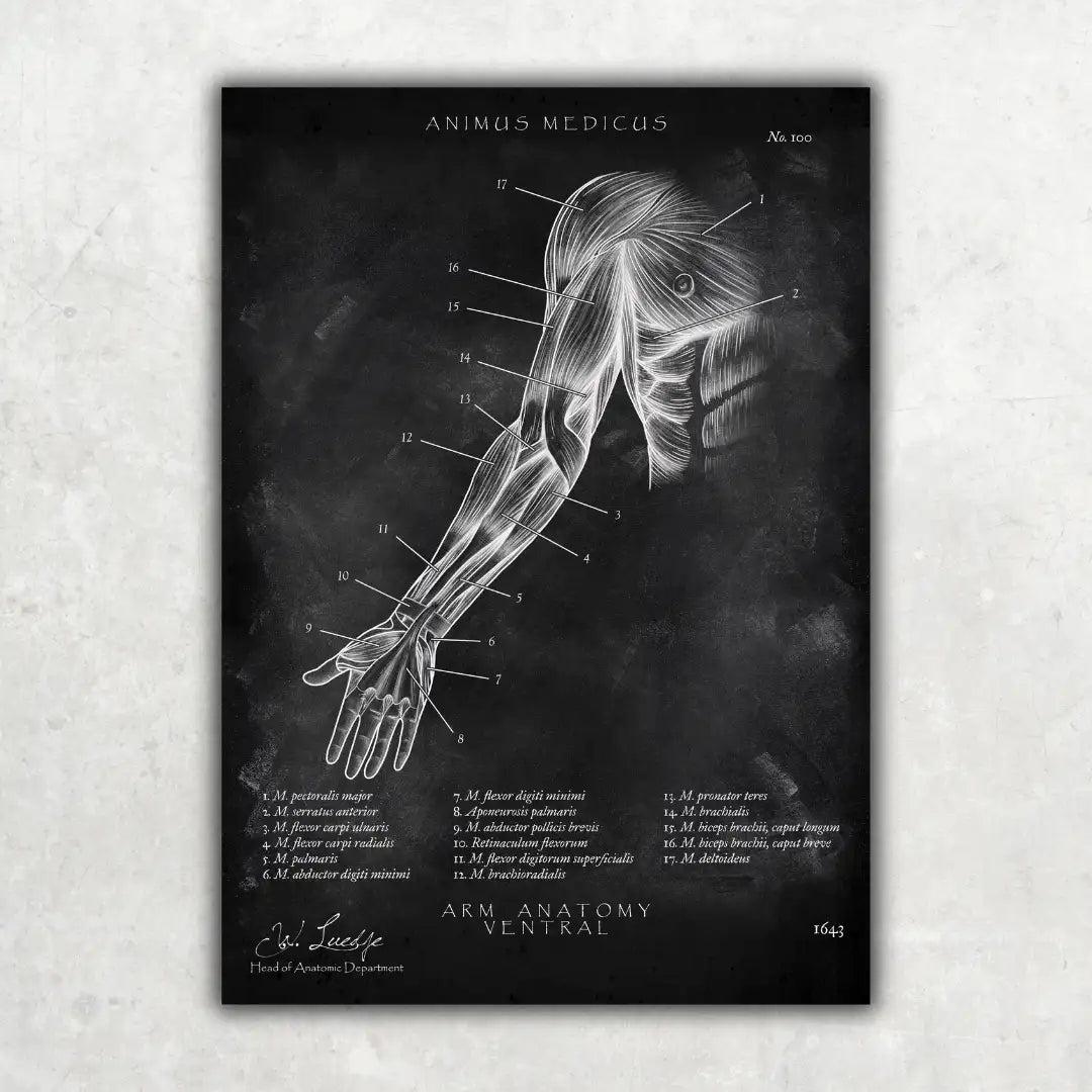 Arm Anatomie ventral - Chalkboard