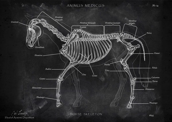 Pferde Anatomie - Chalkboard