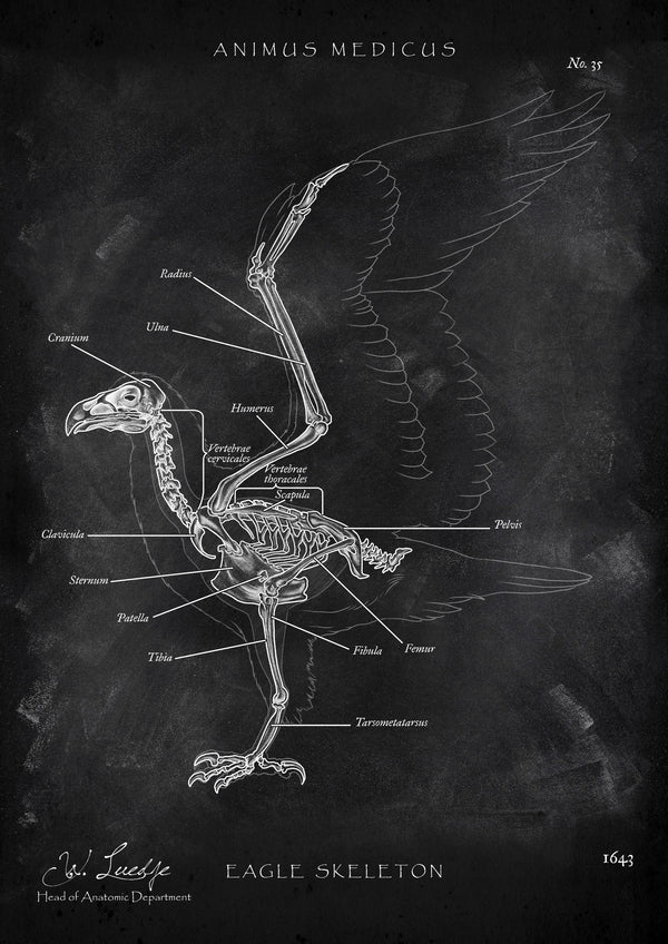 Vogel Skelett - Chalkboard