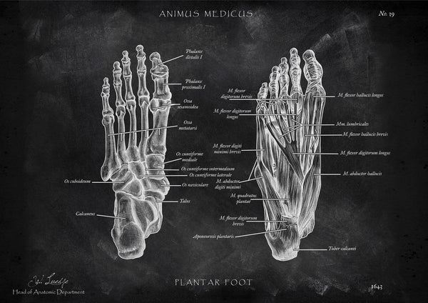 Fuß Anatomie | Knochen und Muskeln - Chalkboard