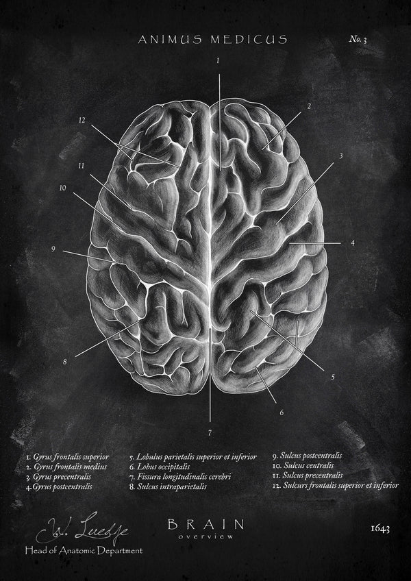 Das menschliche Gehirn - Chalkboard