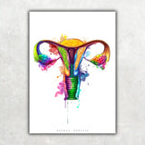 Uterus Anatomie - Rainbow