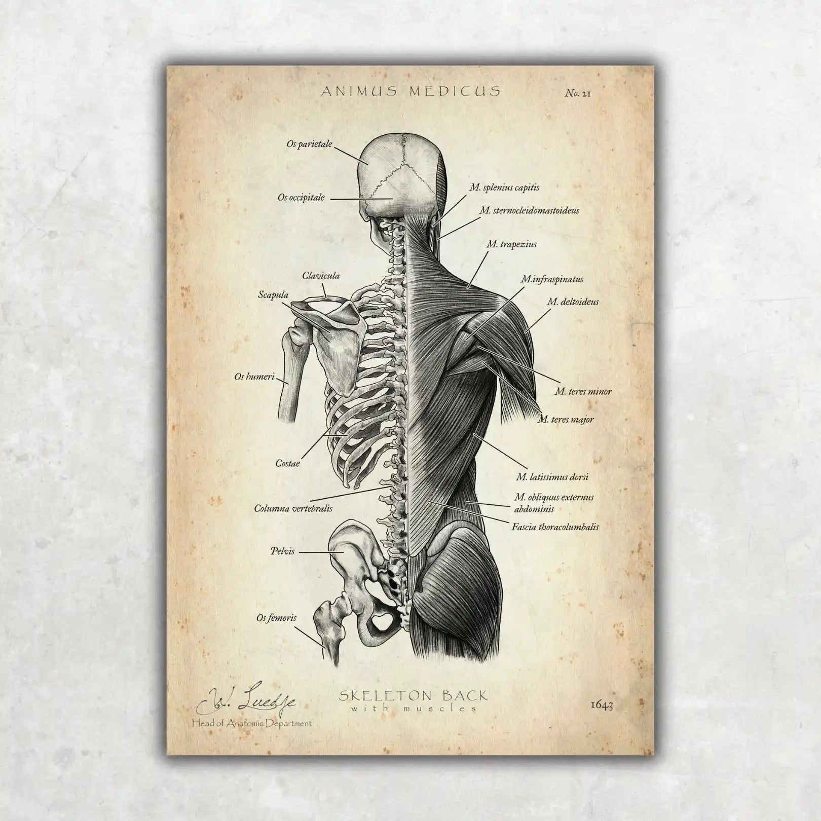 Reiten Anatomie Poster - Chalkboard