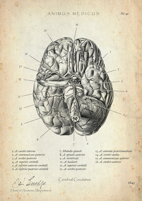 Circulus arteriosus willisii