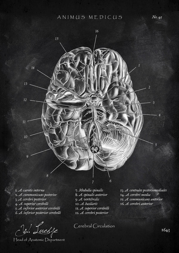 Circulus arteriosus willisii - Chalkboard