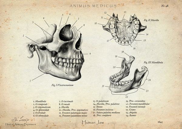 Kiefergelenk Anatomie