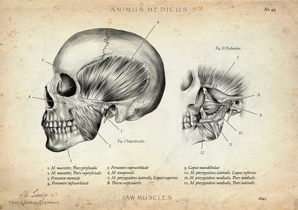 Kaumuskulatur Anatomie