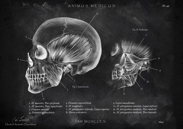 Kaumuskulatur Anatomie - Chalkboard