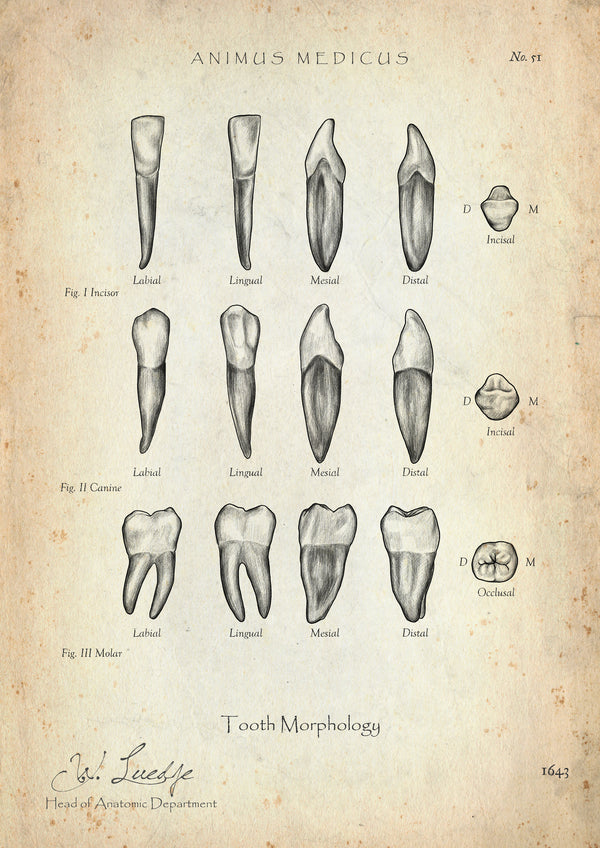 Morphologie der Zähne