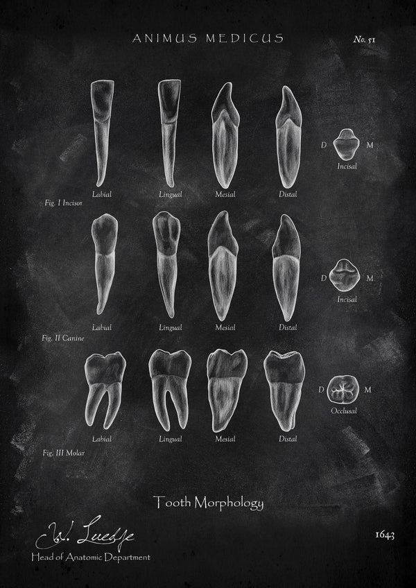 Morphologie der Zähne - Chalkboard