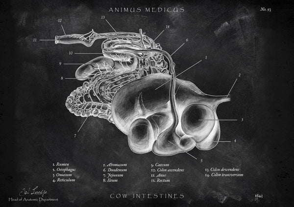 Verdauungssystem der Kuh - Chalkboard