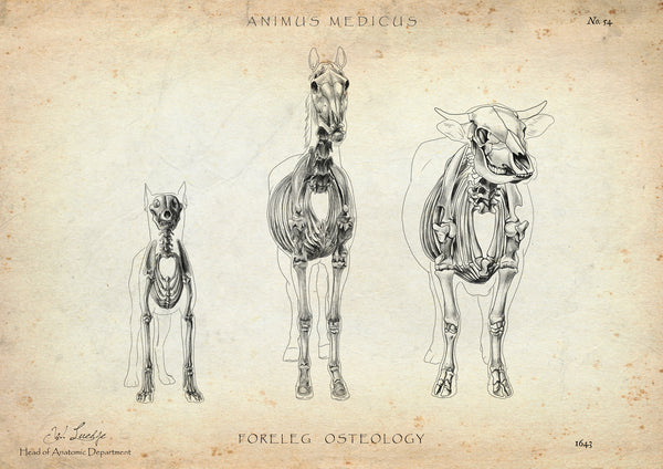 Osteologie der Tiere