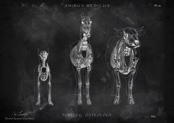 Osteologie der Tiere - Chalkboard