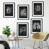 5er Paket Chalk Edition - Bestseller - Animus Medicus GmbH