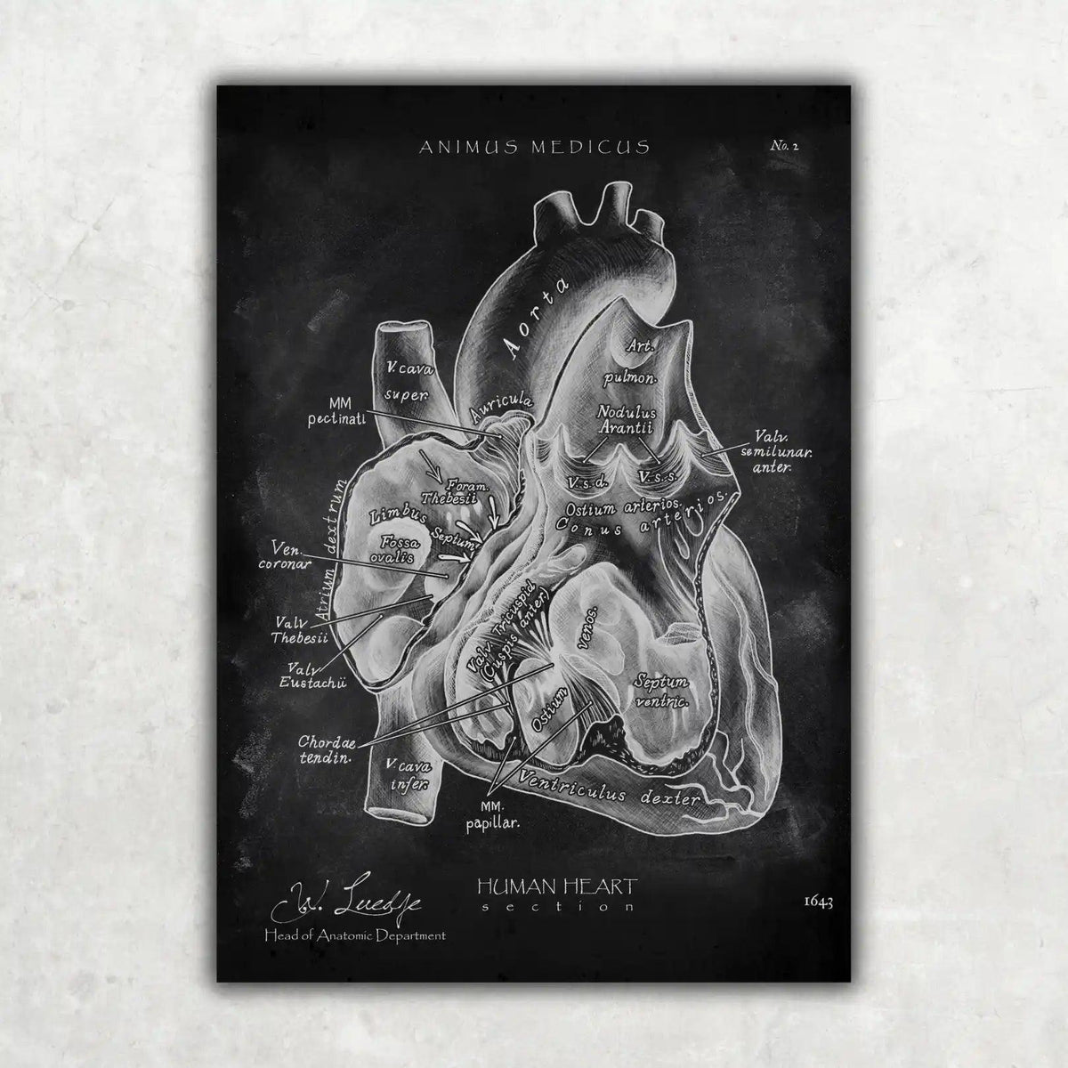5er Paket Chalk Edition - Bestseller - Animus Medicus GmbH