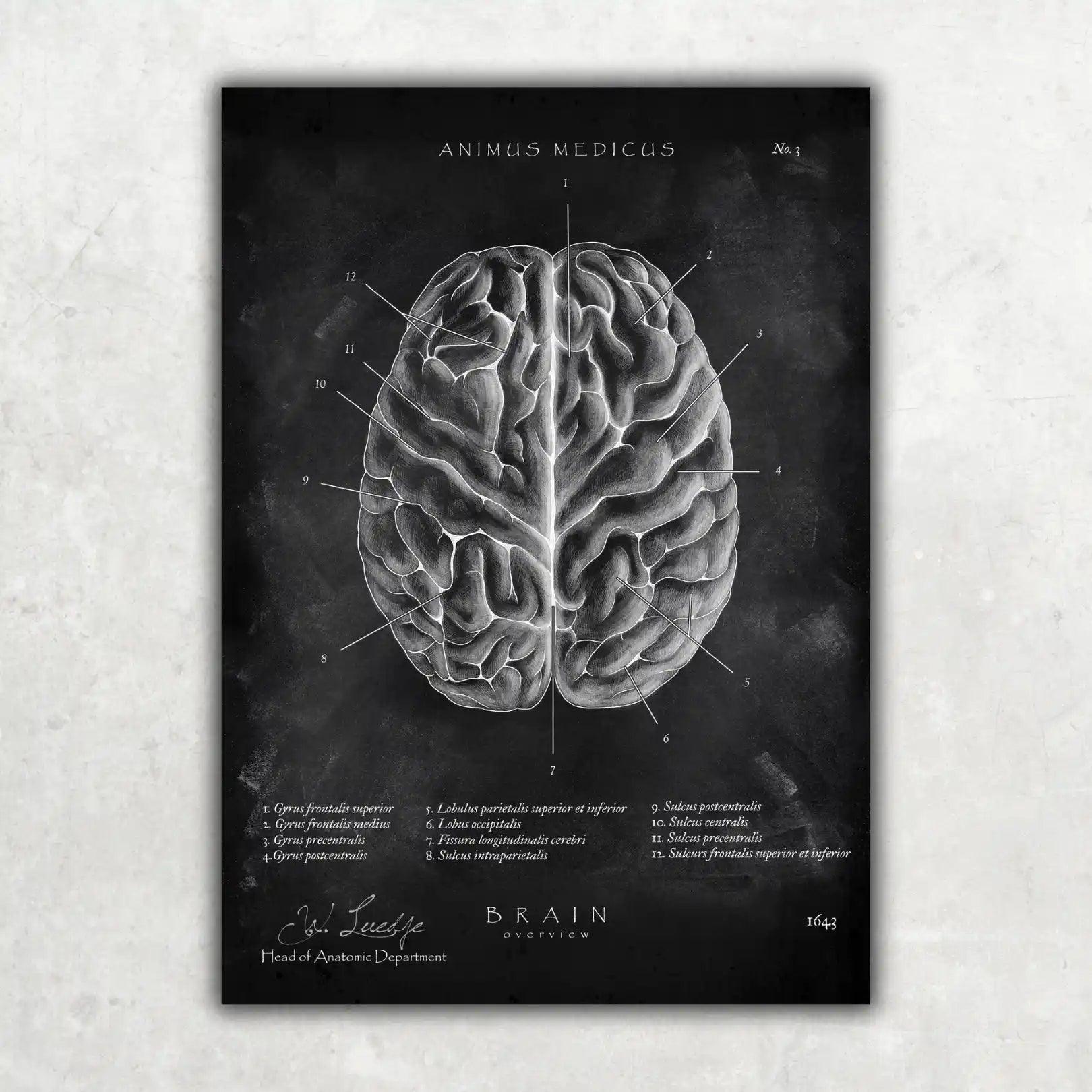 5er Paket Chalk Edition - Bestseller - Animus Medicus GmbH