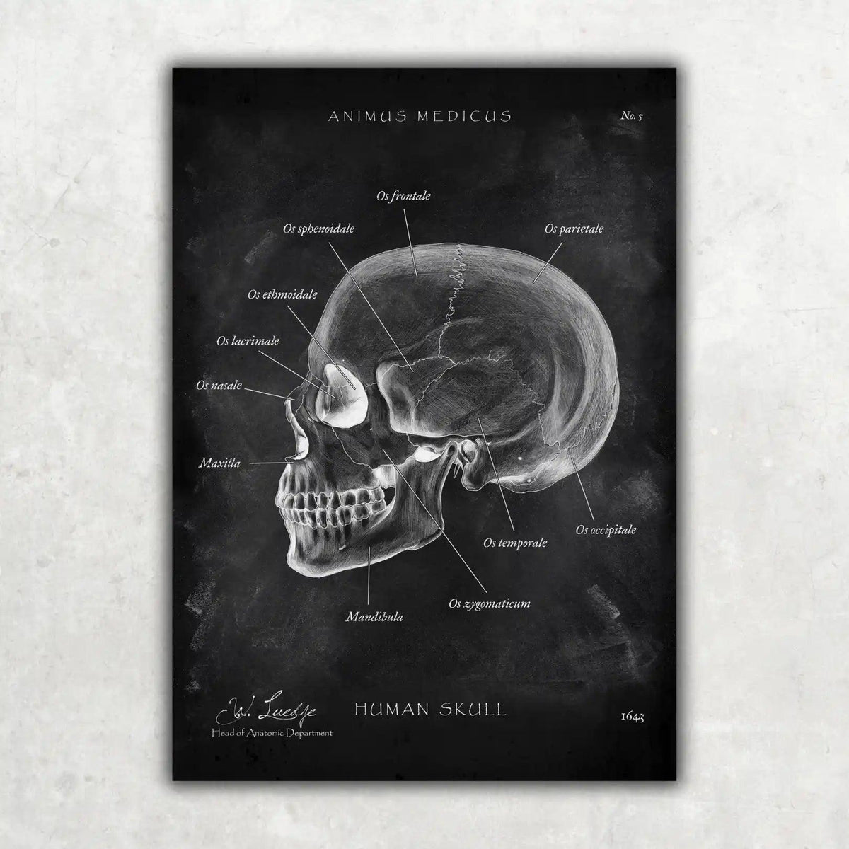 5er Paket Chalk Edition - Bestseller - Animus Medicus GmbH
