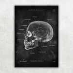 5er Paket Chalk Edition - Bestseller - Animus Medicus GmbH