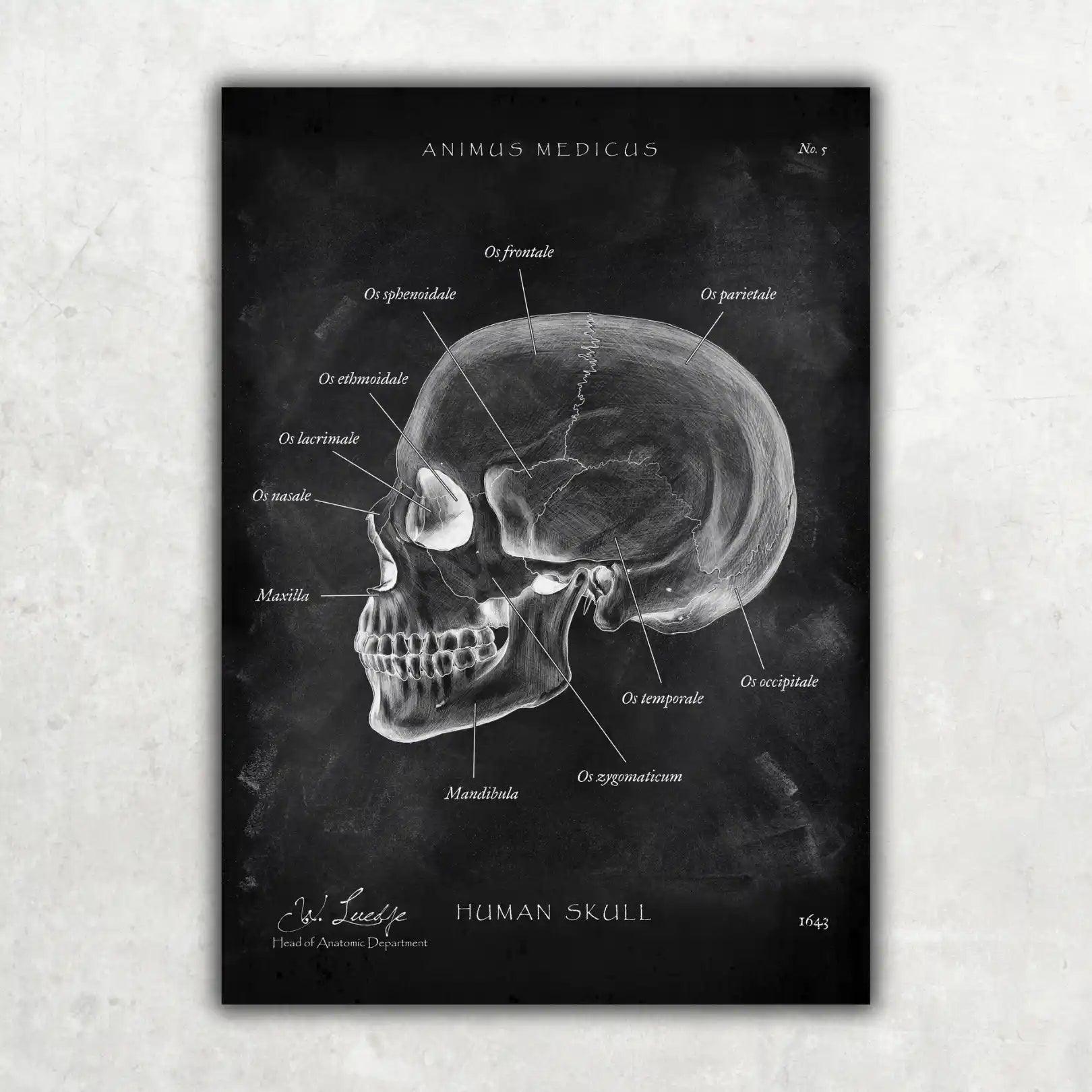 5er Paket Chalk Edition - Bestseller - Animus Medicus GmbH
