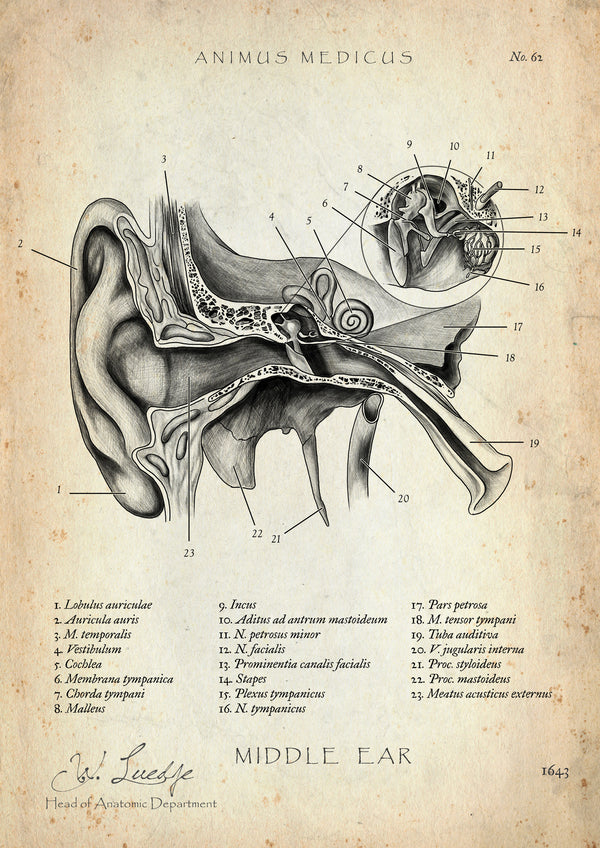 Mittelohr Anatomie