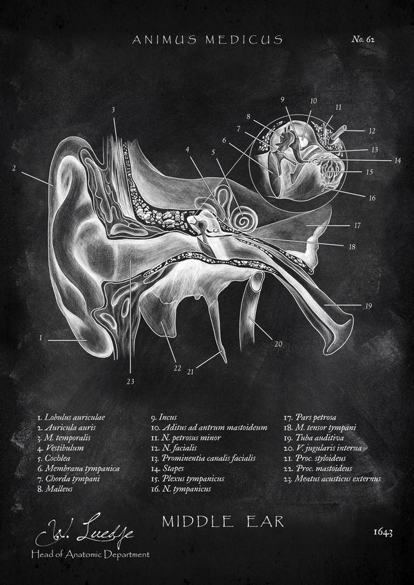 Mittelohr Anatomie - Chalkboard
