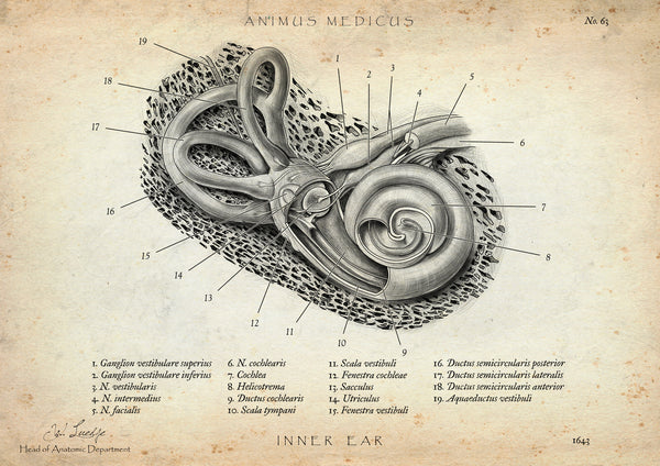 Innenohr Anatomie