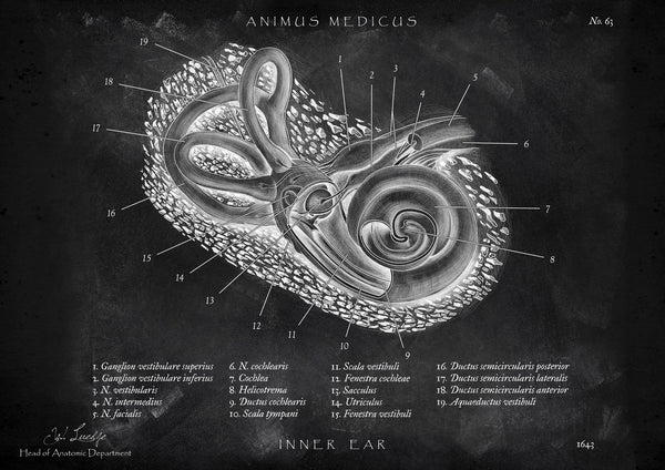 Innenohr Anatomie - Chalkboard