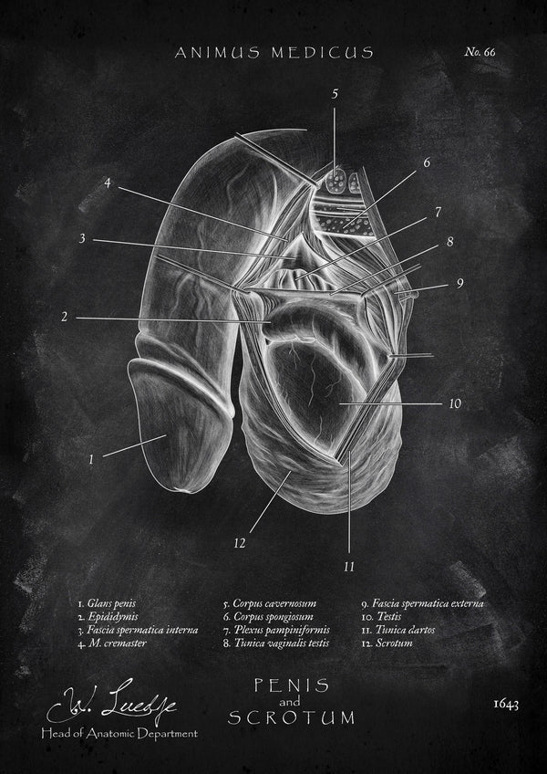 Penis mit Scrotum - Chalkboard