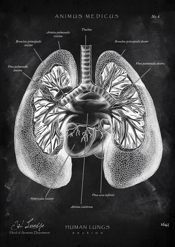 Lungen Anatomie - Chalkboard