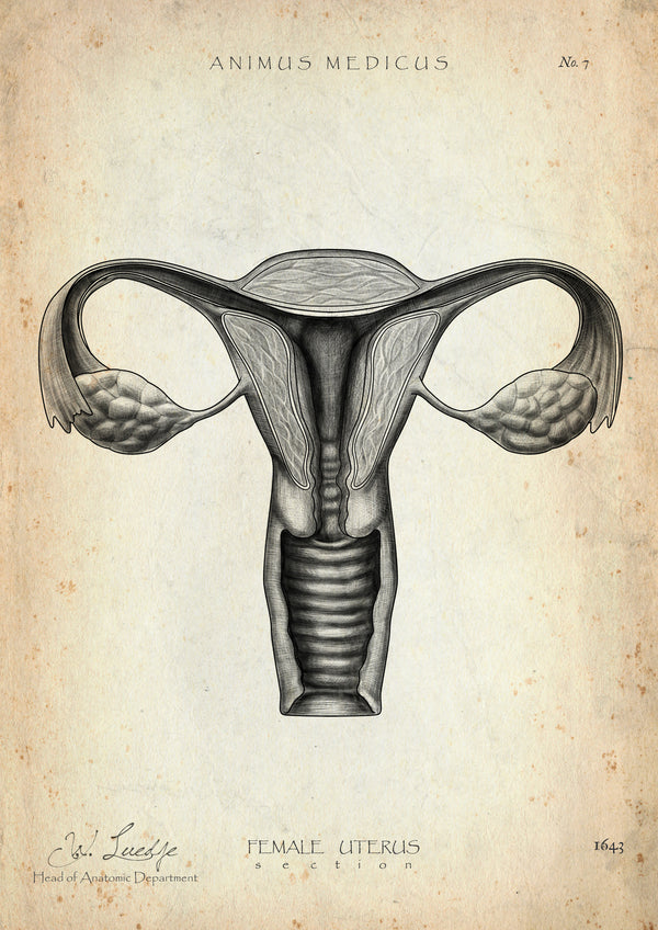 Uterus Anatomie
