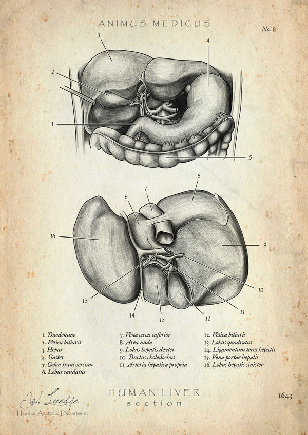 Leber Anatomie