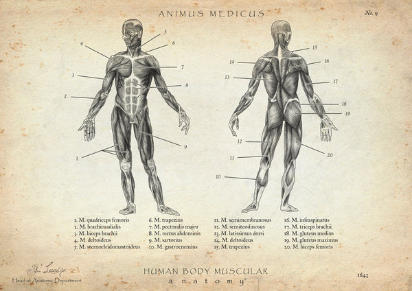 Muskeln Anatomie